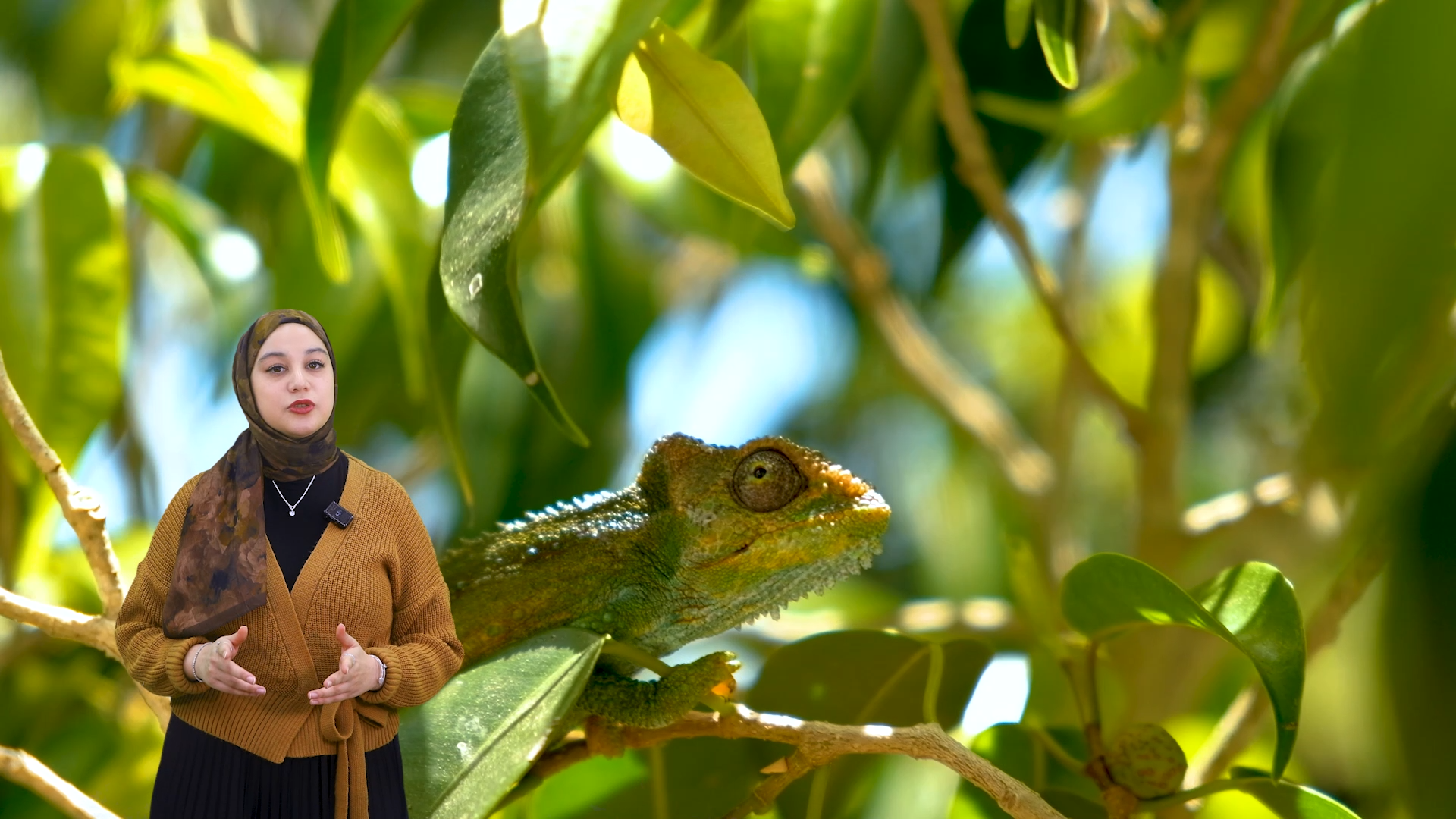 Bukalemunlar sadece saklanmak için mi renk değiştirir❓🦎